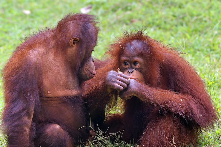 orang utan adalah salah satu hewan endemik di Indonesia