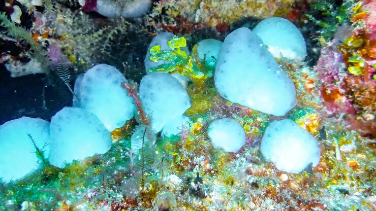 Porifera adalah hewan primitif dan salah satu jenis filum yang yang masuk pada invertebrata dan masuk ke dalam kingdom animalia.