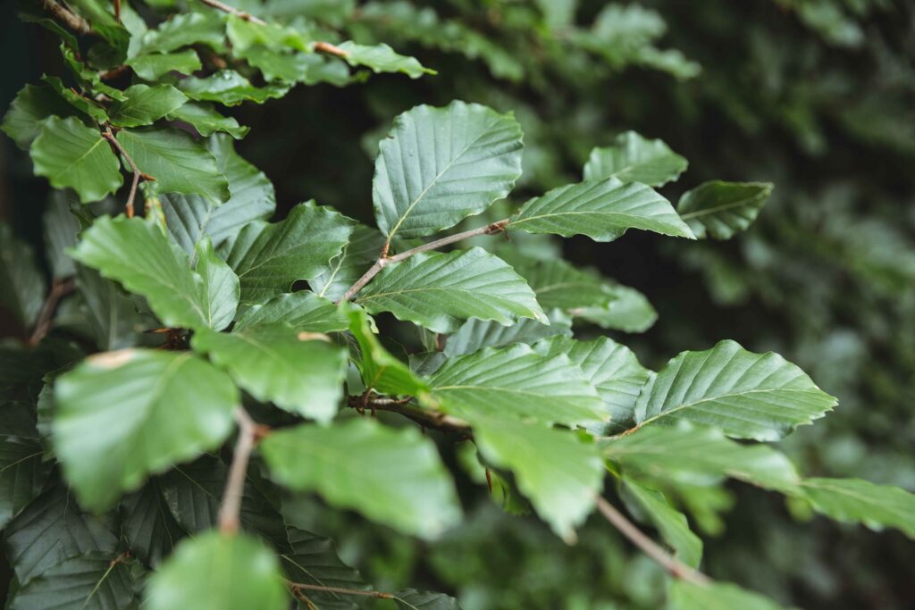 How Does Photosynthesis Get Started in the Morning?