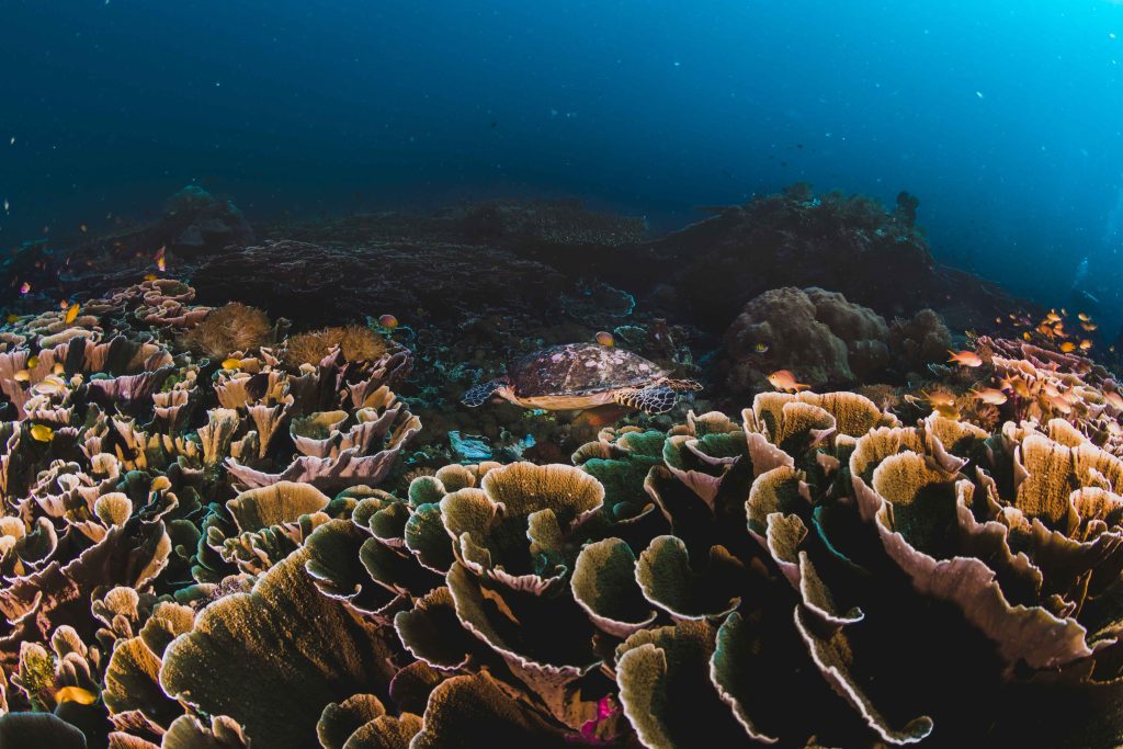 Why Is The Great Barrier Reef Important?