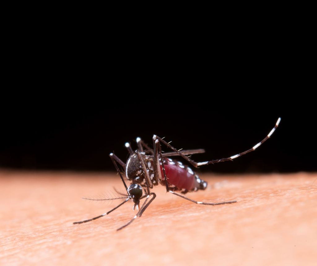 How Are Mosquitoes Related to Malaria?